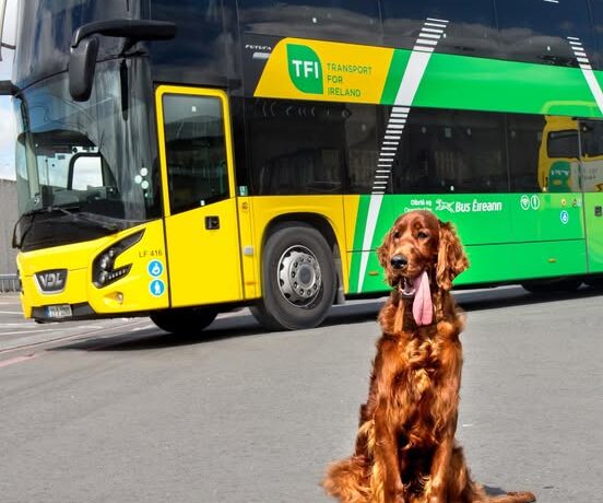 bus eireann dog and TFI Bus Eireann bus