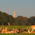phoenix_park_sunset_resized